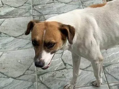 Cachorro raça SRD-ViraLata idade 6 ou mais anos nome IRENE