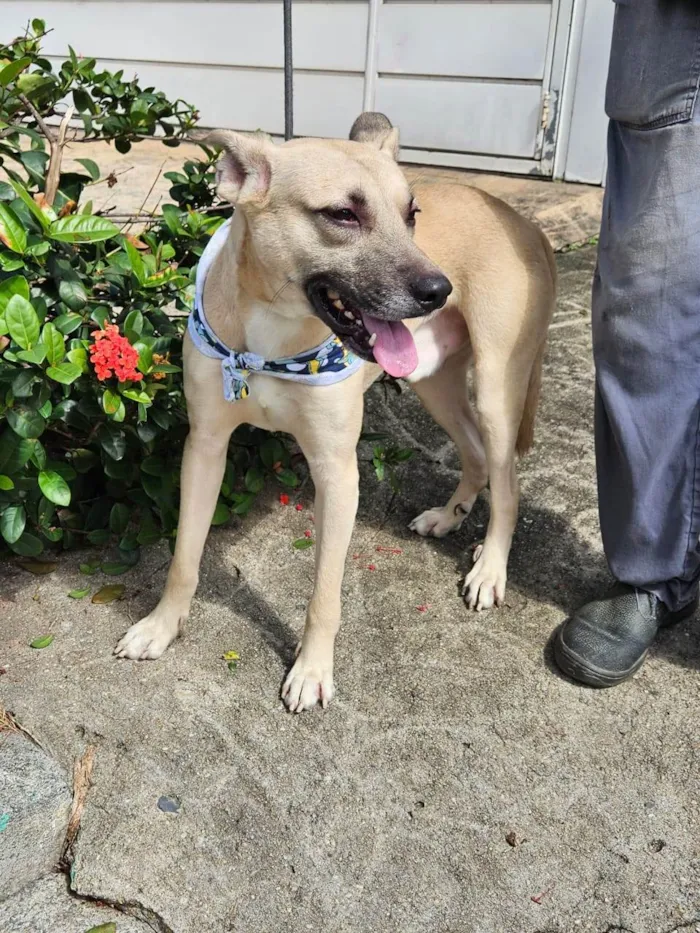 Cachorro ra a SRD-ViraLata idade 7 a 11 meses nome Bruce