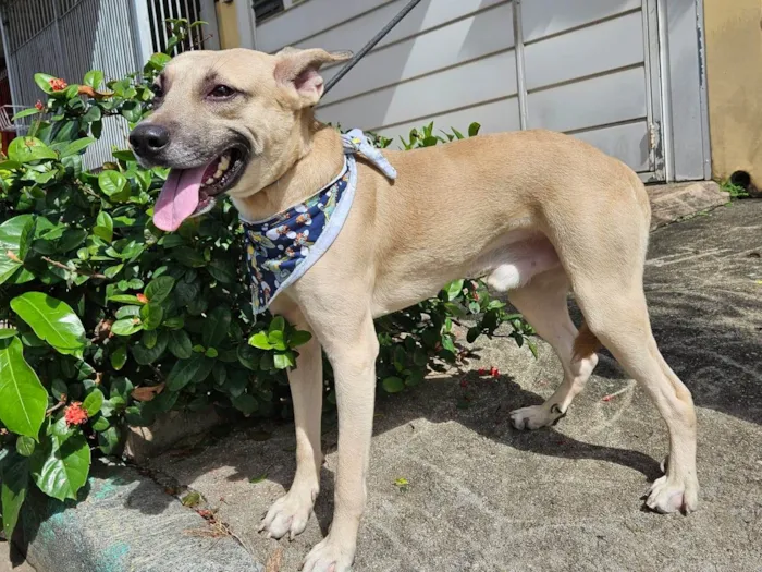 Cachorro ra a SRD-ViraLata idade 7 a 11 meses nome Bruce