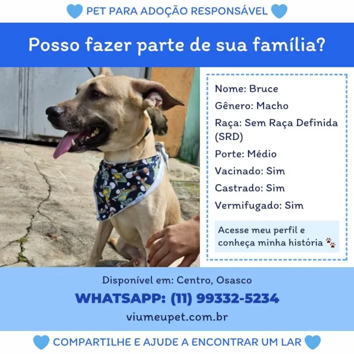 Cachorro ra a SRD-ViraLata idade 7 a 11 meses nome Bruce