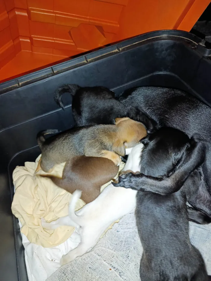 Cachorro ra a Pinscher idade 2 a 6 meses nome Não tem nome 
