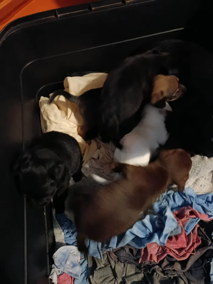 Cachorro ra a Pinscher idade 2 a 6 meses nome Não tem nome 