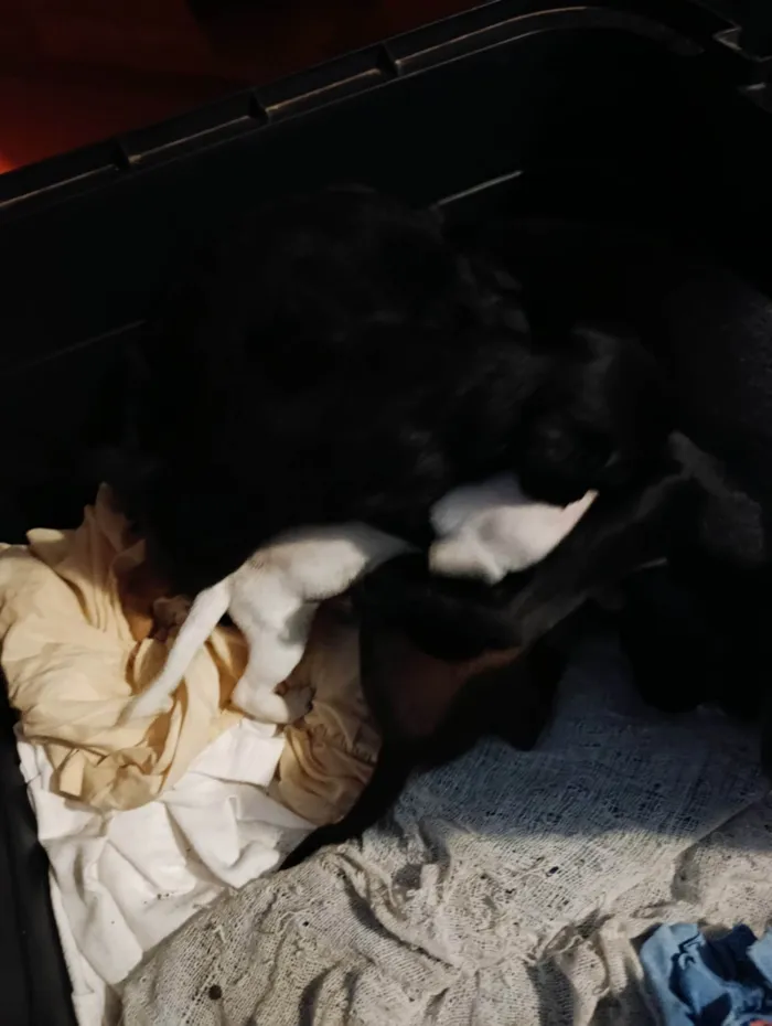Cachorro ra a Pinscher idade 2 a 6 meses nome Não tem nome 