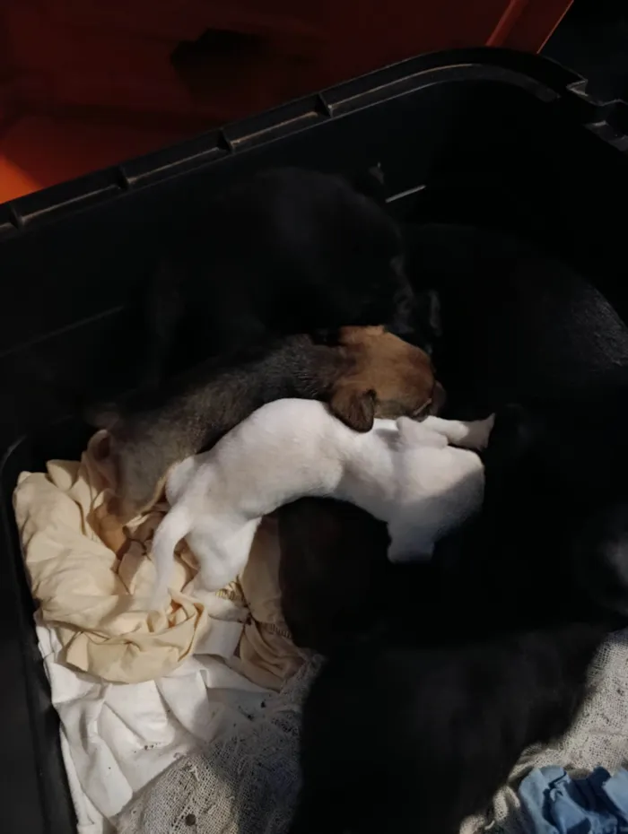 Cachorro ra a Pinscher idade 2 a 6 meses nome Não tem nome 