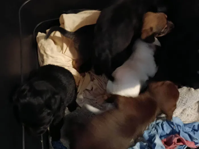 Cachorro ra a Pinscher idade 2 a 6 meses nome Não tem nome 