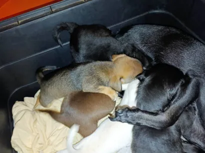 Cachorro raça Pinscher idade 2 a 6 meses nome Não tem nome 