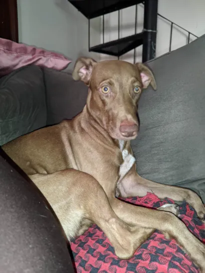 Cachorro raça SRD-ViraLata idade 2 anos nome Cão fêmea mistura com raça veadeiro nacional 