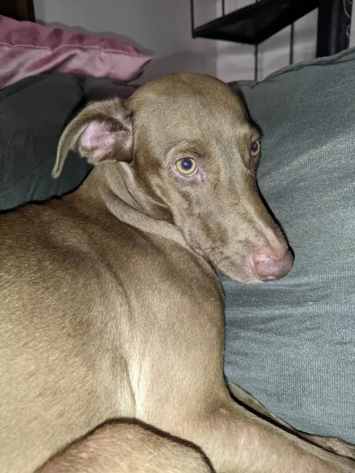 Cachorro ra a SRD-ViraLata idade 2 anos nome Cão fêmea mistura com raça veadeiro nacional 