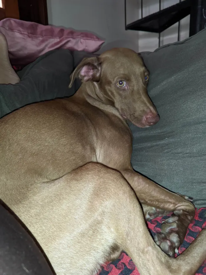 Cachorro ra a SRD-ViraLata idade 2 anos nome Cão fêmea mistura com raça veadeiro nacional 
