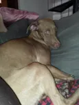 Cão fêmea mistura com raça veadeiro nacional