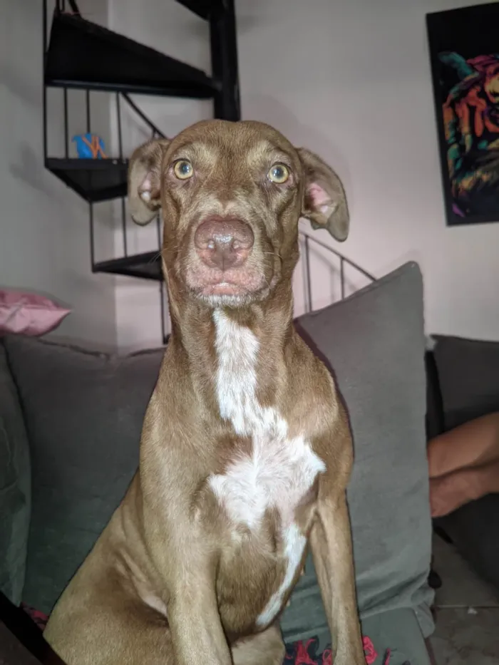 Cachorro ra a SRD-ViraLata idade 2 anos nome Cão fêmea mistura com raça veadeiro nacional 