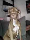 Cão fêmea mistura com raça veadeiro nacional