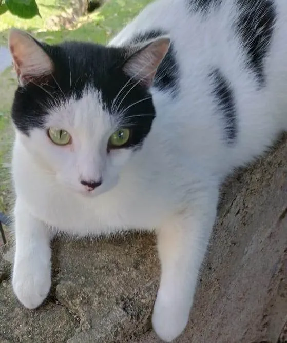 Gato ra a SRD-ViraLata idade 1 ano nome Vaskim 