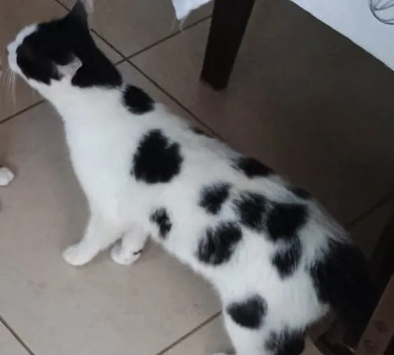 Gato ra a SRD-ViraLata idade 1 ano nome Vaskim 