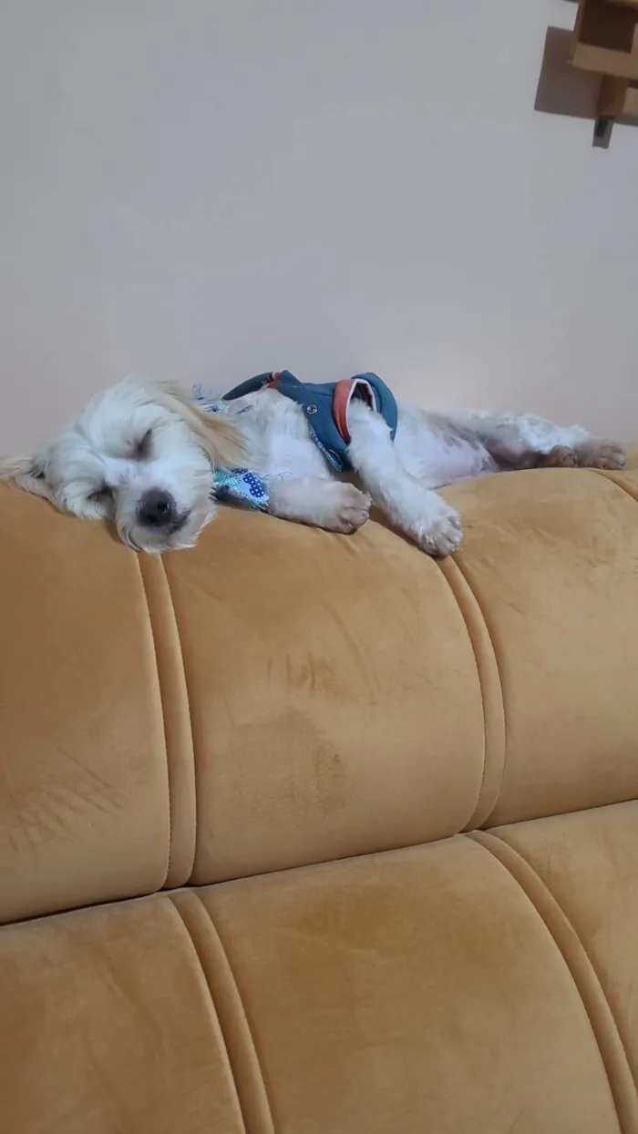 Cachorro ra a SRD-ViraLata idade 1 ano nome Tobby 