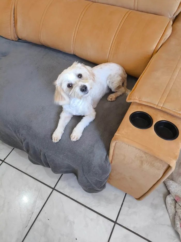 Cachorro ra a SRD-ViraLata idade 1 ano nome Tobby 
