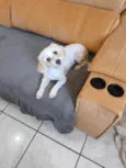 Tobby