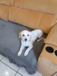 Tobby