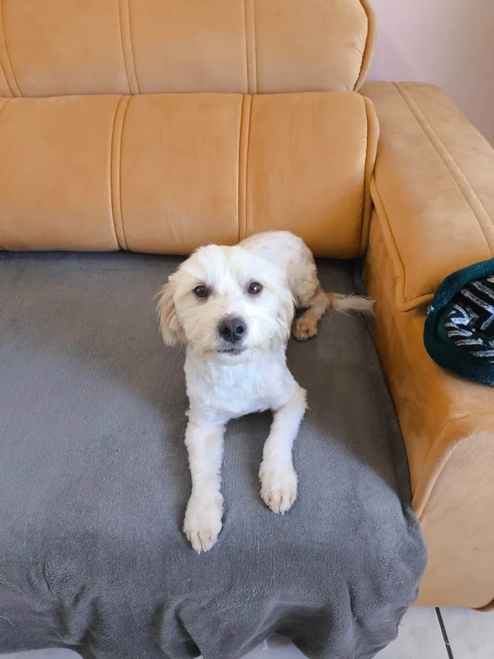 Cachorro ra a SRD-ViraLata idade 1 ano nome Tobby 