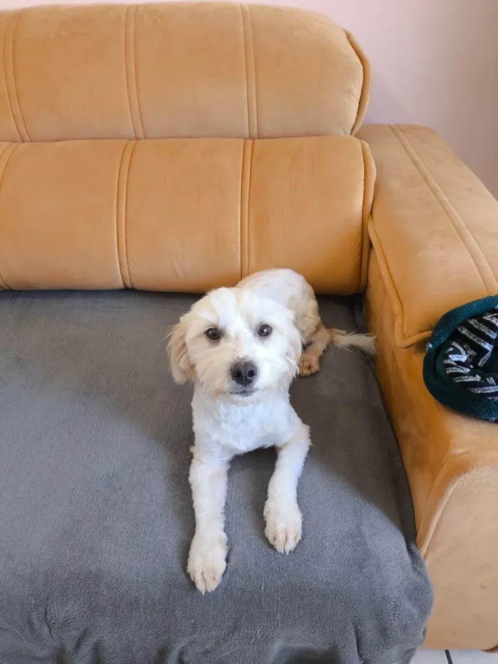 Cachorro ra a SRD-ViraLata idade 1 ano nome Tobby 