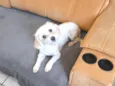 Tobby