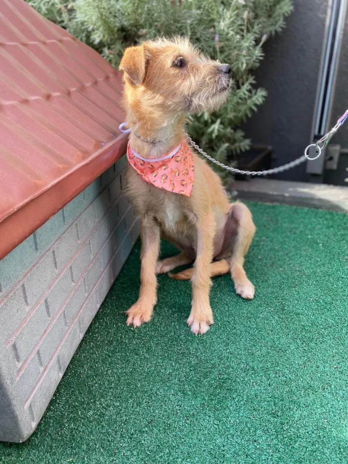 Cachorro ra a SRD-ViraLata idade 7 a 11 meses nome Monica 