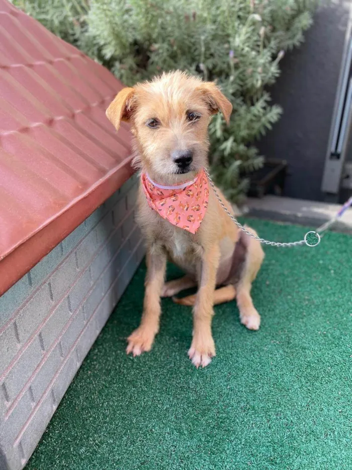 Cachorro ra a SRD-ViraLata idade 7 a 11 meses nome Monica 