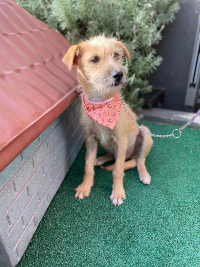 Cachorro ra a SRD-ViraLata idade 7 a 11 meses nome Monica 