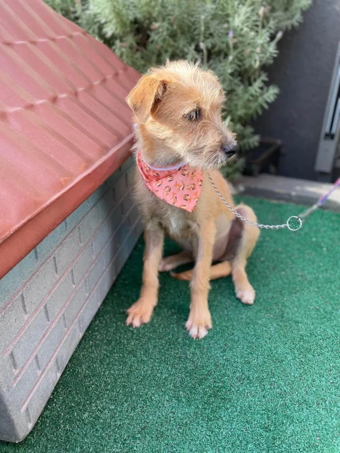 Cachorro ra a SRD-ViraLata idade 7 a 11 meses nome Monica 