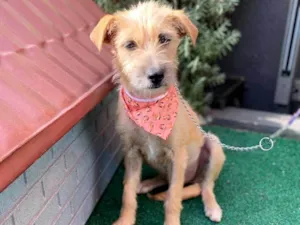 Cachorro raça SRD-ViraLata idade 7 a 11 meses nome Monica 