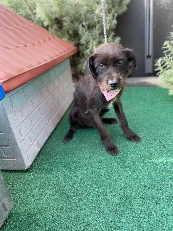 Cachorro ra a SRD-ViraLata idade 7 a 11 meses nome Magali 