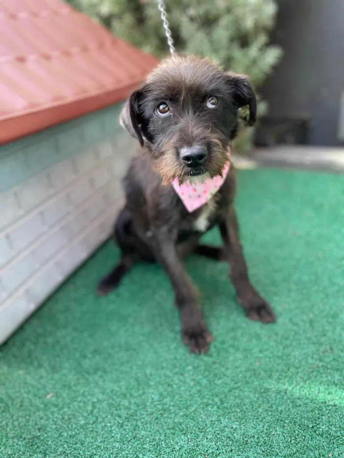 Cachorro ra a SRD-ViraLata idade 7 a 11 meses nome Magali 