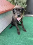Magali
