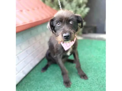 Cachorro raça SRD-ViraLata idade 7 a 11 meses nome Magali 