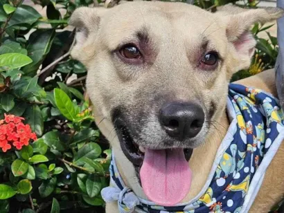 Cachorro raça SRD-ViraLata idade 7 a 11 meses nome Bruce