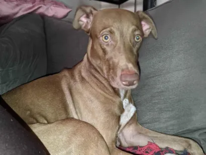 Cachorro raça SRD-ViraLata idade 2 anos nome Cão fêmea mistura com raça veadeiro nacional 