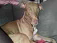Cão fêmea mistura com raça veadeiro nacional