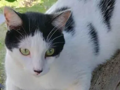 Gato raça SRD-ViraLata idade 1 ano nome Vaskim 