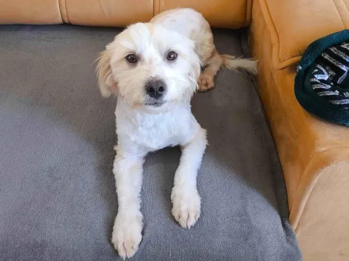 Cachorro ra a SRD-ViraLata idade 1 ano nome Tobby 