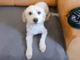 Tobby