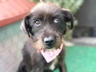 Cachorro raça SRD-ViraLata idade 7 a 11 meses nome Magali 