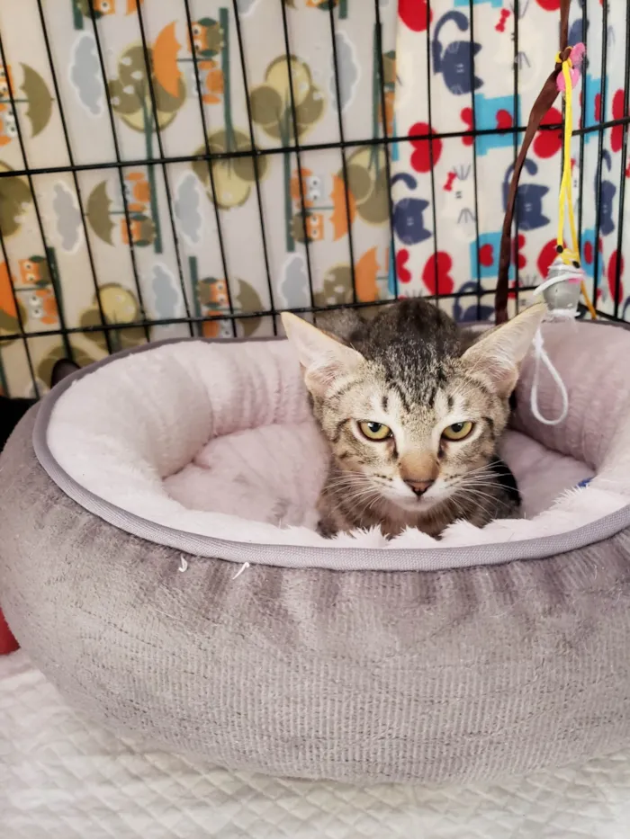 Gato ra a SRD-ViraLata idade 2 a 6 meses nome Kitty 