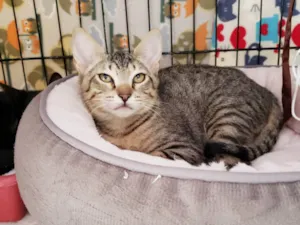 Gato raça SRD-ViraLata idade 2 a 6 meses nome Kitty 