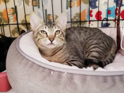 Gato raça SRD-ViraLata idade 2 a 6 meses nome Kitty 