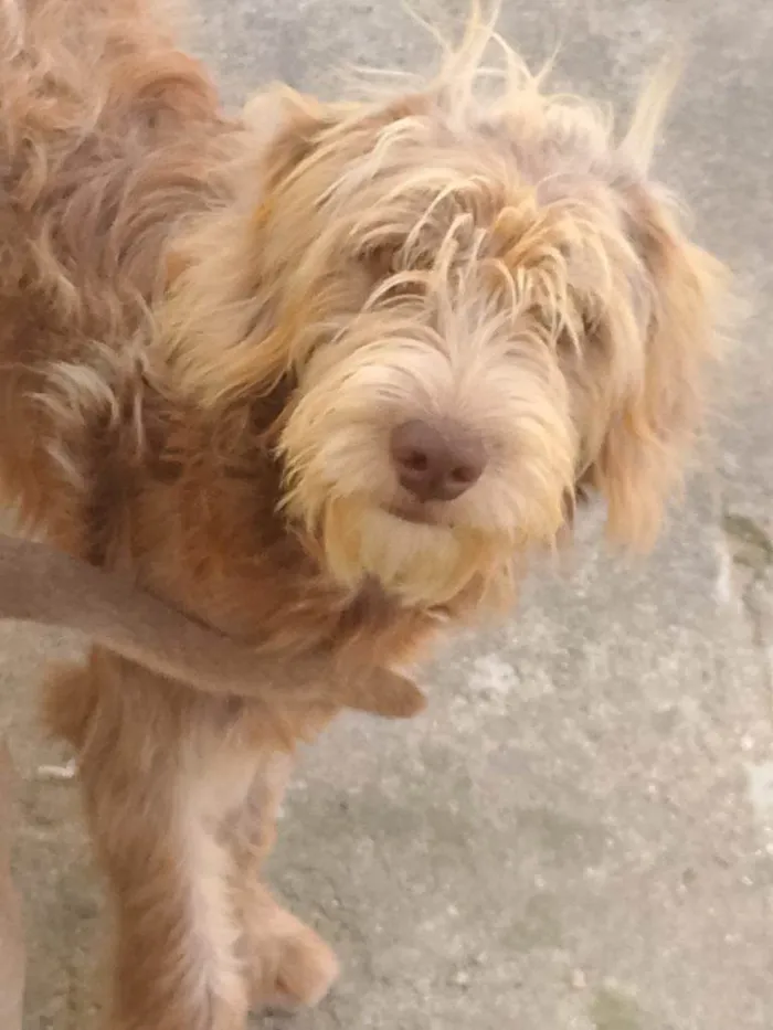 Cachorro ra a SRD-ViraLata idade 2 a 6 meses nome Porte M Urgente