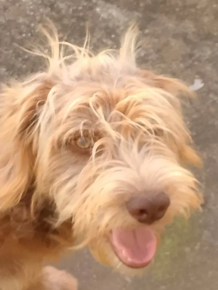 Cachorro ra a SRD-ViraLata idade 2 a 6 meses nome Porte M Urgente