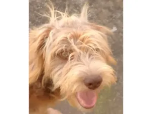 Cachorro raça SRD-ViraLata idade 2 a 6 meses nome Porte M Urgente