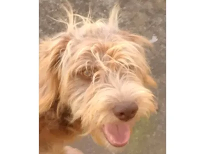 Cachorro raça SRD-ViraLata idade 2 a 6 meses nome Porte M Urgente