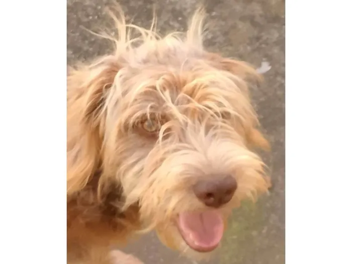 Cachorro ra a SRD-ViraLata idade 2 a 6 meses nome Porte M Urgente