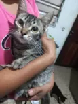 5 Gatos Urgente